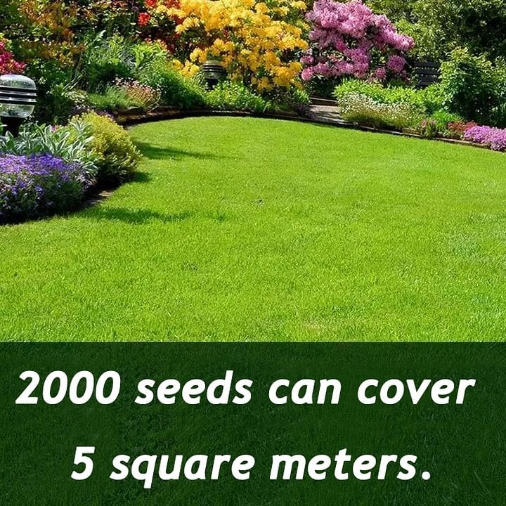 ⏰Last day 70% off- 🌱BBOJI™ Four seasons evergreen dwarf grass seeds🌾