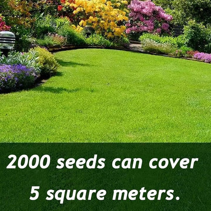 ⏰Last day 70% off- 🌱BBOJI™ Four seasons evergreen dwarf grass seeds🌾